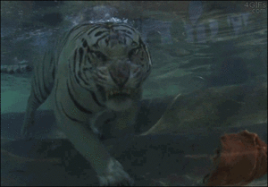Tijger GIF. Dieren Tijger Gifs Wakker 