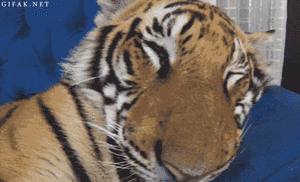 Tijger GIF. Dieren Tijger Gifs 