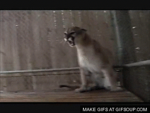 Tijger GIF. Dieren Liefde Tijger Gifs Schoonheid Amor Carinho Tigre 