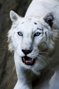 Tijger GIF. Dieren Wild Tijger Geel Gifs Bakkebaarden 