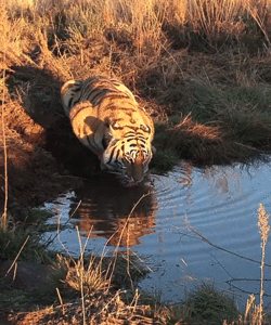 Tijger GIF. Dieren Ogen Tijger Blauw Gifs 