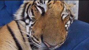 Tijger GIF. Dieren Tijger Gifs Hipsta 