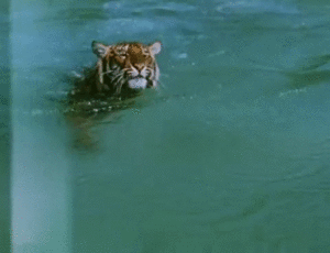Tijger GIF. Dieren Zwemmen Water Tijger Gifs Poten 