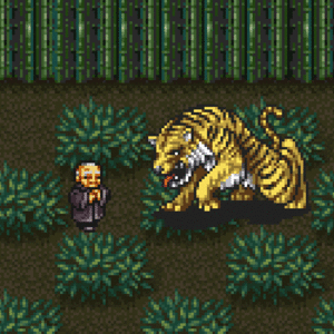 Tijger GIF. Dieren Natuur Wild Gebit Tijger Gifs Gebrul Bakkebaarden 