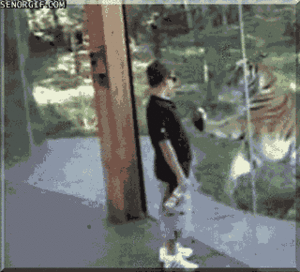 Tijger GIF. Dieren Bang Tijger Gifs Dragen 