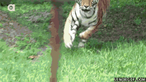 Tijger GIF. Dieren Kat Tijger Gifs Gebrul 