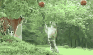 Tijger GIF. Dieren Tijger Gifs 