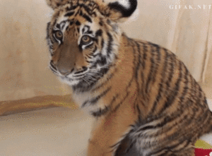 Tijger GIF. Dieren Wild Tijger Geel Gifs Bakkebaarden 