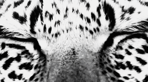 Tijger GIF. Dieren Ogen Tijger Blauw Gifs 