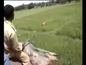 Tijger GIF. Dieren Tijger Gifs Ontspannend Knipperen Chilling Bakkebaarden 