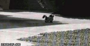 Tijger GIF. Dieren Tijger Gifs Oog 