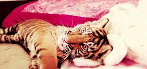 Tijger GIF. Dieren Kat Tijger Gifs Knipperen Chilling 
