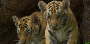 Baby GIF. Dieren Verward Baby Tijger Gifs Welpen 