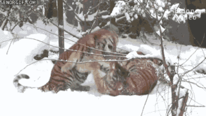 Tijger GIF. Dieren Voedsel Tijger Gifs Vent Probeert 