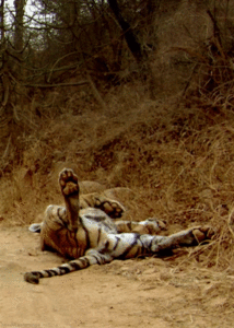 Tijger GIF. Dieren Tijger Gifs Tand 