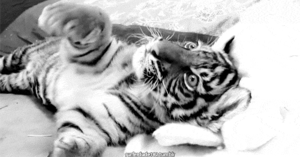 Tijger GIF. Dieren Tijger Gifs Oog 