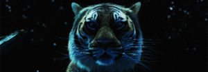 Tijger GIF. Dieren Water Tijger Blauw Gifs Dier 
