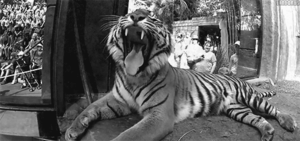 Tijger GIF. Dieren Tijger Gifs 