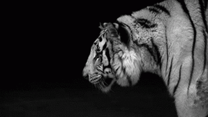 Tijger GIF. Dieren Grappig Tijger Gifs Likken Het+liggen 