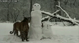 Tijger GIF. Dieren Kat Tijger Gifs Gebrul 
