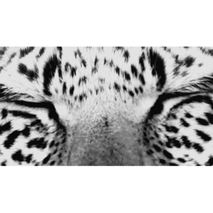 Tijger GIF. Dieren Gebit Tijger Gifs Gebrul Giftanden 