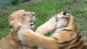 Tijger GIF. Dieren Leeuw Tijger Gifs 