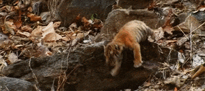 Tijger GIF. Dieren Tijger Gifs 