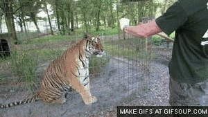 Tijger GIF. Anime Dieren Tijger Gifs Geanimeerde 