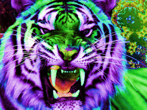 Tijger GIF. Dieren Tijger Gifs Opgewonden Gebrul Grommen Bakkebaarden 