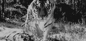 Tijger GIF. Dieren Grappig Tijger Gifs Likken Het+liggen 