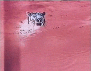 Tijger GIF. Dieren Tijger Gifs 