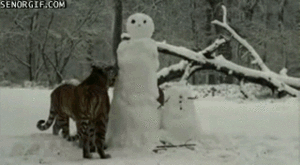 Tijger GIF. Dieren Tijger Gifs Handtastelijkheden Relaxed 