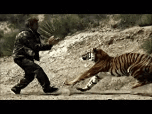 Tijger GIF. Dieren Schattig Tijger Gifs Kind 