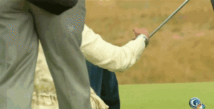 Tijger GIF. Dieren Tijger Gifs 