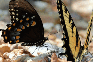 Tijger GIF. Dieren Dierentuin Tijger Gifs Aanval 