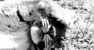 Tijger GIF. Dieren Tijger Gifs Omhoog Ontwaken 