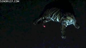 Tijger GIF. Dieren Tijger Gifs Grommen 
