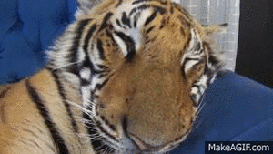 Tijger GIF. Dieren Tijger Gifs 