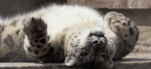 Tijger GIF. Dieren Grappig Tijger Gifs Likken Het+liggen 