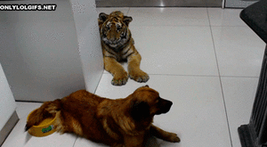 Tijger GIF. Dieren Bang Tijger Gifs Dragen 