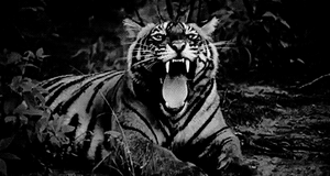 Tijger GIF. Dieren Ogen Tijger Blauw Gifs 