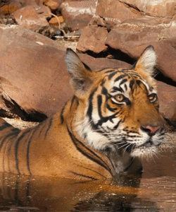 Tijger GIF. Dieren Tijger Gifs 