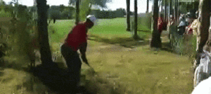 Tijger GIF. Dieren Tijger Gifs Tand 