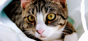 Tijger GIF. Dieren Bang Tijger Gifs Dragen 