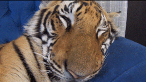 Tijger GIF. Dieren Tijger Gifs Wakker 