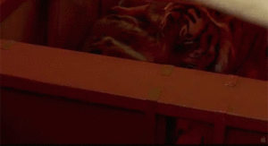 Tijger GIF. Dieren Tijger Gifs Ontspannend Knipperen Chilling Bakkebaarden 