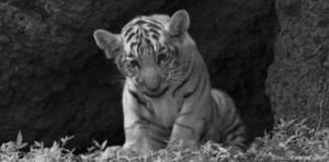 Tijger GIF. Dieren Kat Tijger Gifs Knipperen Chilling 