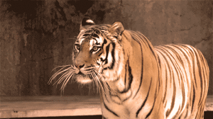Tijger GIF. Dieren Grappig Tijger Gifs Likken Het+liggen 