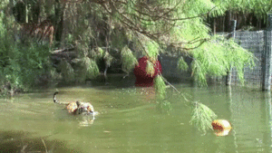 Tijger GIF. Dieren Wild Tijger Geel Gifs Bakkebaarden 