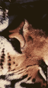Tijger GIF. Dieren Tijgers Tijger Gifs 